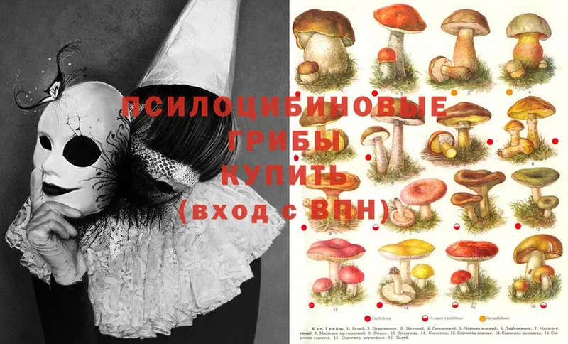 Галлюциногенные грибы Psilocybe  Балей 